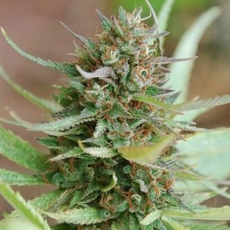 Strawberry Blue (World of Seeds) femminizzata