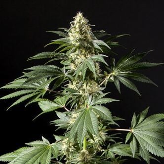 Black Bomb (Philosopher Seeds) femminizzata