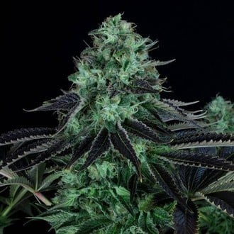 Darkstar Kush (T.H.Seeds) Femminizzata