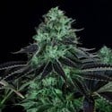 Darkstar Kush (T.H.Seeds) Femminizzata