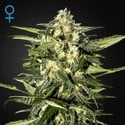 Jack Herer Auto (Greenhouse Seeds) femminizzata