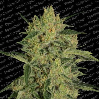 Nebula II CBD (Paradise Seeds) femminizzata