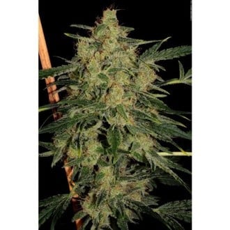 Nebula II CBD (Paradise Seeds) femminizzata