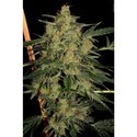 Nebula II CBD (Paradise Seeds) femminizzata