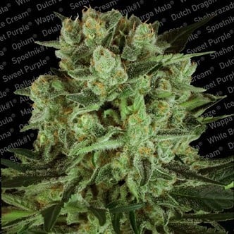 Durga Mata II CBD (Paradise Seeds) feminized