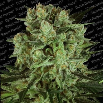 Durga Mata II CBD (Paradise Seeds) femminizzata