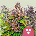 Mix Femminizzato (Royal Queen Seeds)