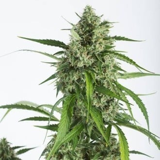 White Widow XXL Autofiorente (Dinafem) femminizzata