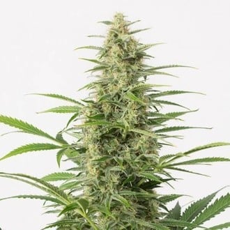 Sour Diesel Autofiorente (Dinafem) femminizzata