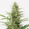 Sour Diesel Autofiorente (Dinafem) femminizzata