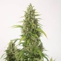 Haze XXL Autoflowering (Dinafem) femminizzata