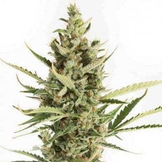 Amnesia XXL Autoflowering (Dinafem) femminizzata