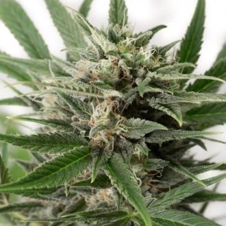 Blue Amnesia XXL Autoflowering (Dinafem) femminizzata