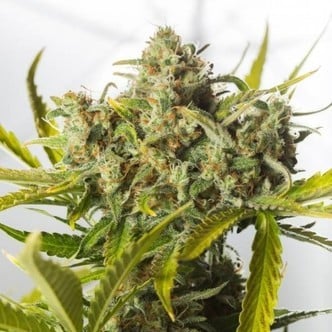 Blue Critical Autoflowering (Dinafem) femminizzata