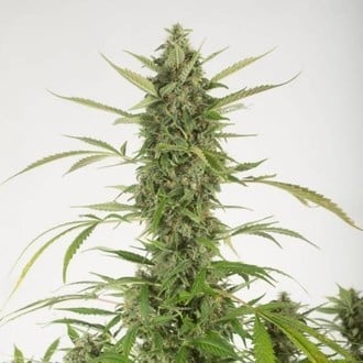 Bubba Kush Autoflowering (Dinafem) femminizzata