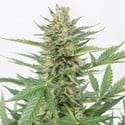 Cheese XXL Autoflowering (Dinafem) femminizzata