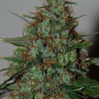 Wild Thailand Ryder Auto (World of Seeds) femminizzata