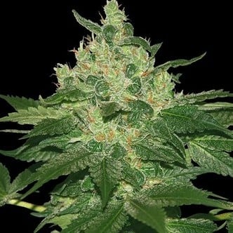 Afghan Kush (World of Seeds) femminizzata