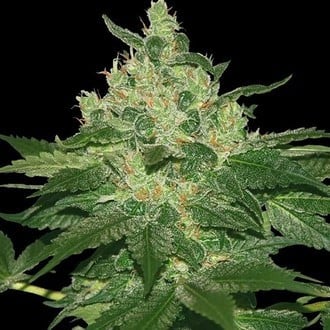 Afghan Kush (World of Seeds) femminizzata