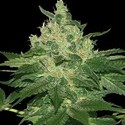 Afghan Kush (World of Seeds) femminizzata