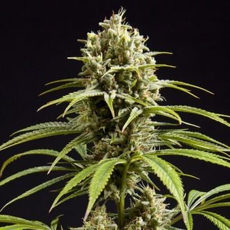 Fruity Jack (Philosopher Seeds) Femminizzata