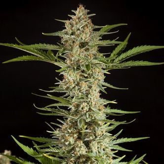 Fraggle Skunk Auto (Philosopher Seeds) femminizzata