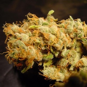 Belladonna (Paradise Seeds) femminizzata