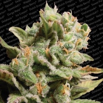 Dutch Dragon (Paradise Seeds) femminizzata