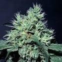 Dutch Dragon (Paradise Seeds) femminizzata