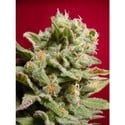 Dutch Dragon (Paradise Seeds) femminizzata