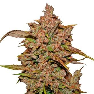 Crystal Meth Auto (FastBuds) femminizzata