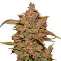 Crystal Meth Auto (FastBuds) femminizzata