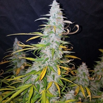 Californian Snow Auto (FastBuds) femminizzata