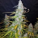 Californian Snow Auto (FastBuds) femminizzata