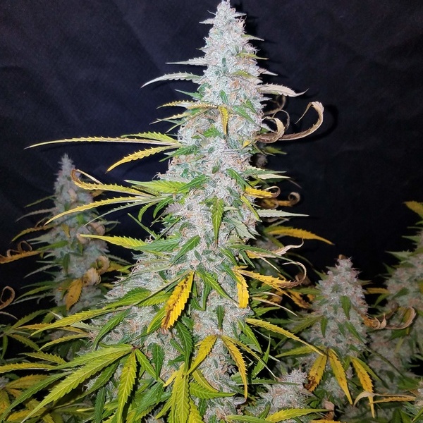 Californian Snow Auto (FastBuds) femminizzata