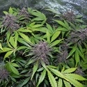 LSD-25 Auto (FastBuds) femminizzata