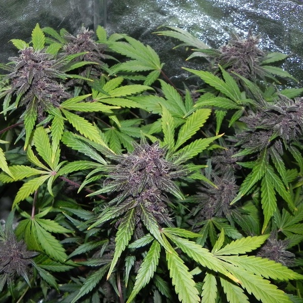 LSD-25 Auto (FastBuds) femminizzata