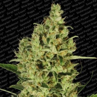 Delahaze (Paradise Seeds) femminizzata