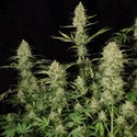 Delahaze (Paradise Seeds) femminizzata