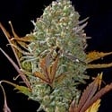 Pineapple Express Auto (FastBuds) femminizzata