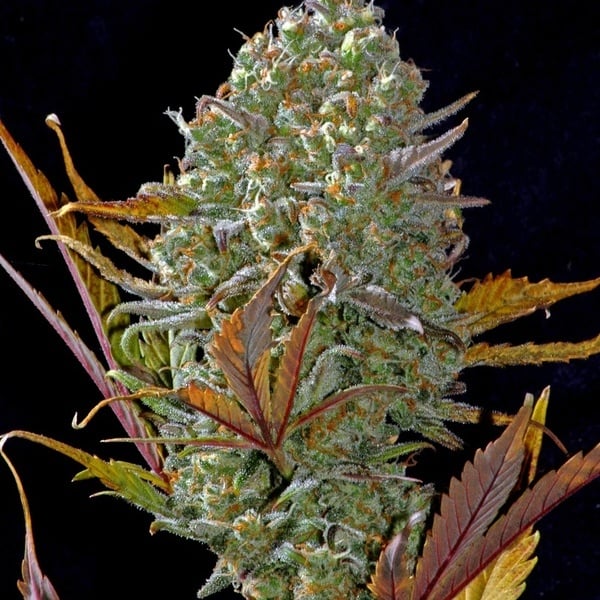 Pineapple Express Auto (FastBuds) femminizzata