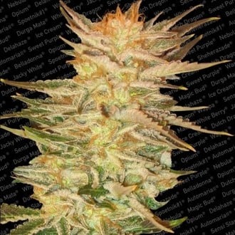 Ice Cream (Paradise Seeds) femminizzata