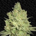 Jacky White (Paradise Seeds) femminizzata