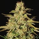 Jacky White (Paradise Seeds) femminizzata