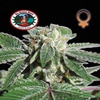 Buddha Kush OG (Big Buddha Seeds) femminizzata