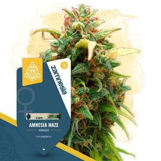 Amnesia Haze (Zamnesia Seeds) femminizzata