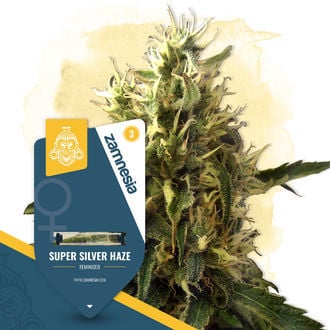 Super Silver Haze (Zamnesia Seeds) femminizzata