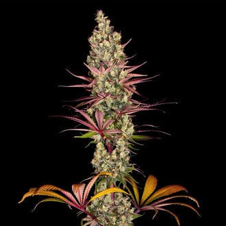 Blue Dream (Zamnesia Seeds) femminizzata