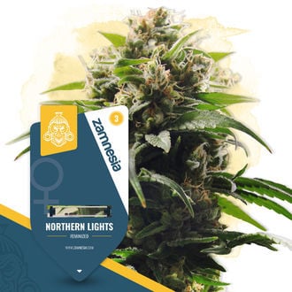 Northern Lights (Zamnesia Seeds) femminizzata