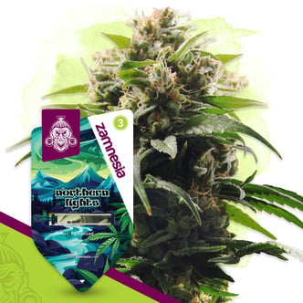 Northern Lights (Zamnesia Seeds) femminizzata